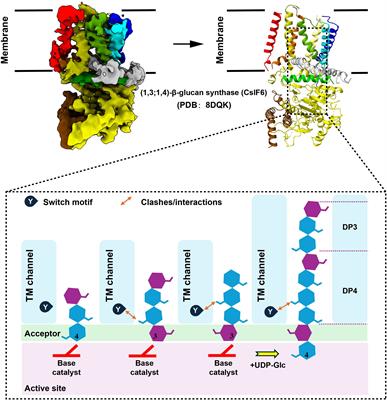 β-glucan: a potent adjuvant in immunotherapy for digestive tract tumors